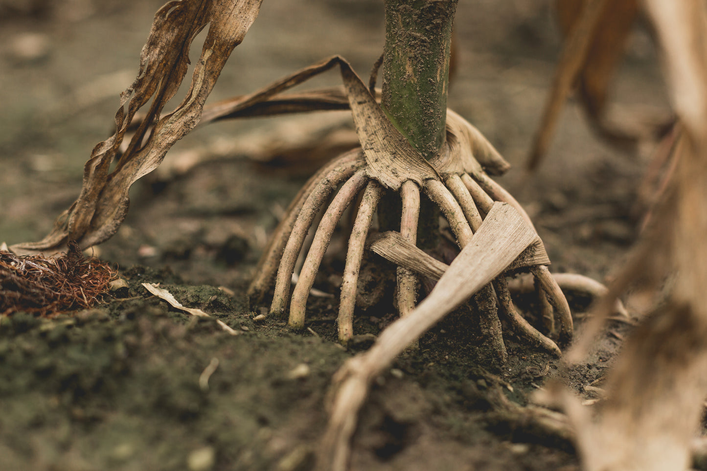 The Bio Soil Company