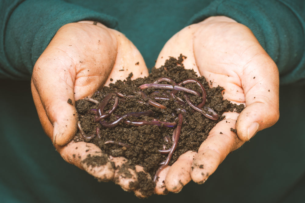 The Bio Soil Company